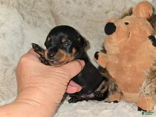 Miniature Pinscher dogs Miniature Pinscher Puppy 3 - Ad 10