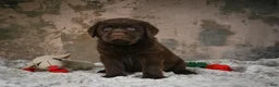 Labrador Retriever dogs for sale: Scout - Ad 5
