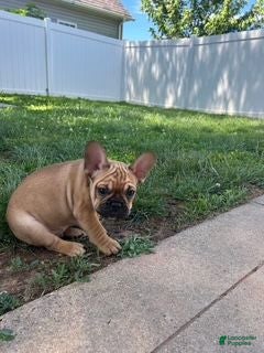 French Bulldog dogs Gunnar(army green) - Ad 4