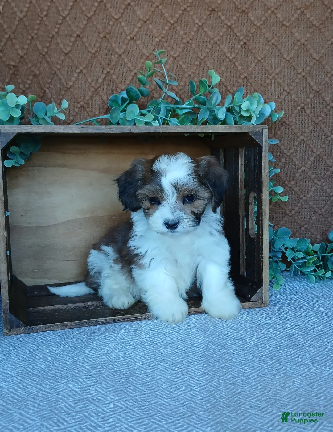 Havanese dogs for sale: Precious  - Ad 4