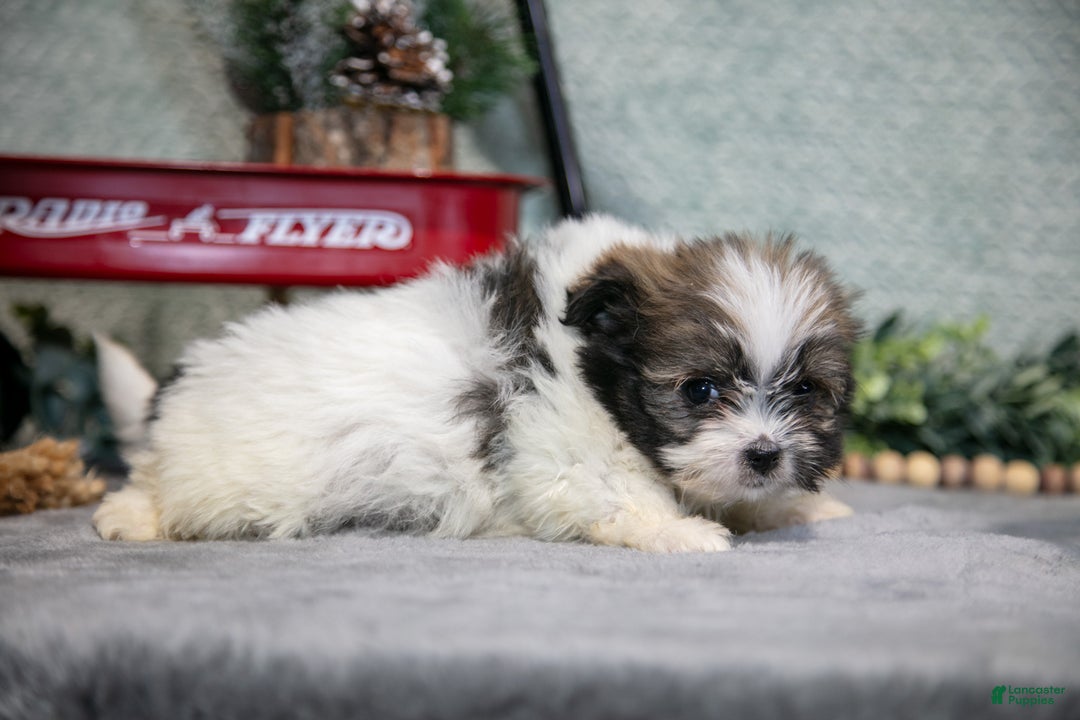 Mixed Breed dogs for sale: Grace - Ad 2