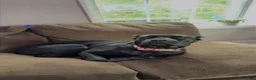Mixed Breed dogs for sale: Blackberry - Ad 13
