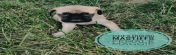 English Mastiff dogs for sale: Maggie  - Ad 4