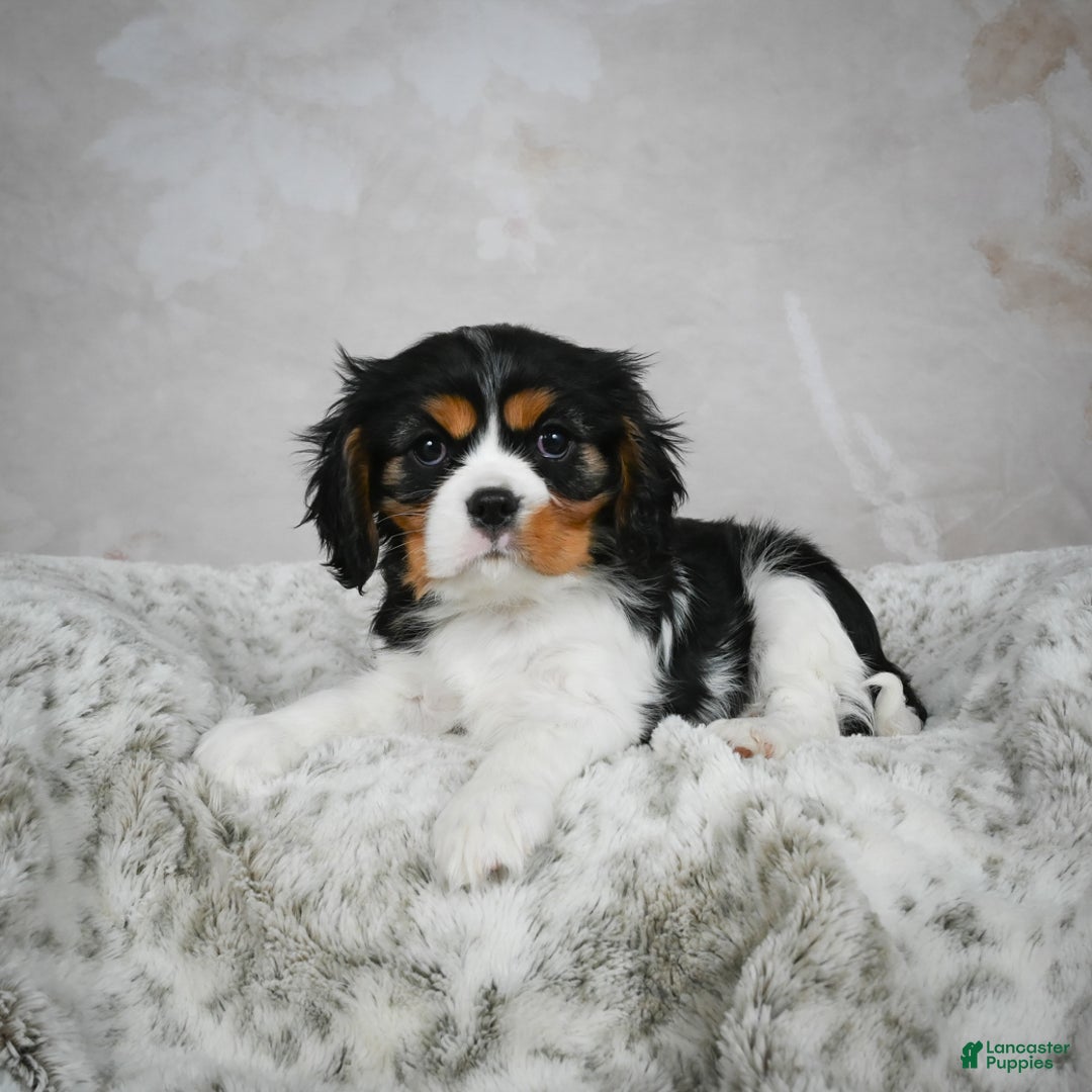 Cavalier King Charles Spaniel dogs for sale: Lincoln - Ad 6
