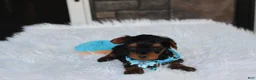 Yorkiepoo dogs for sale: Enzo - Ad 10