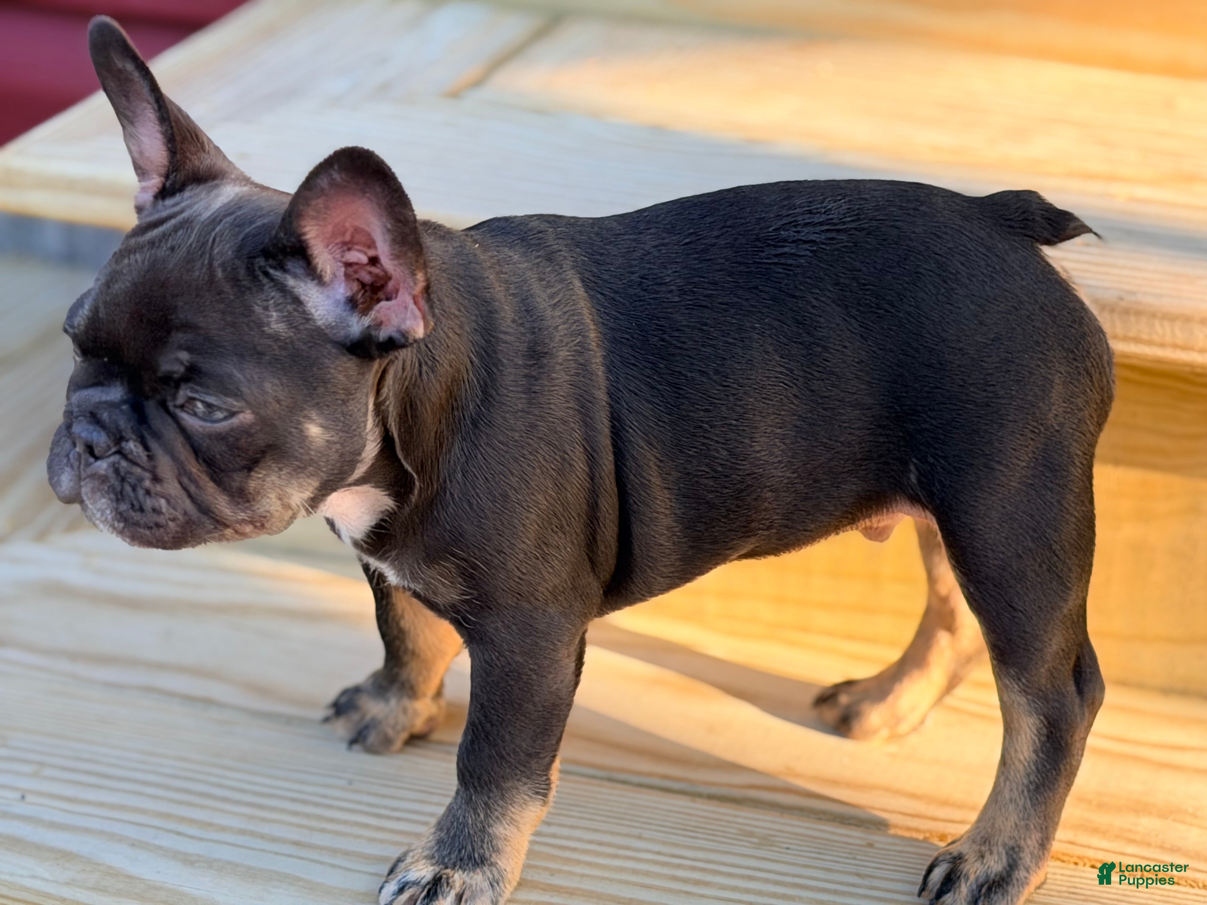 French Bulldog dogs Nuget - Ad 2