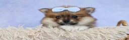 Pomeranian dogs for sale: Flossie  - Ad 13