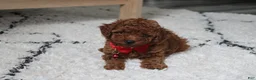 Toy Poodle dogs for sale: Toy PoodleKoda 1 - Ad 9