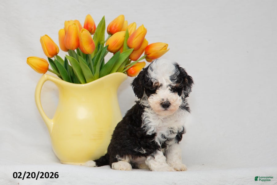 Mini Goldendoodle dogs Amanda - Ad 1