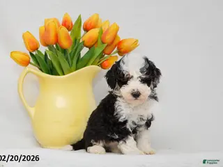 Mini Goldendoodle dogs for sale: Amanda - Ad 3