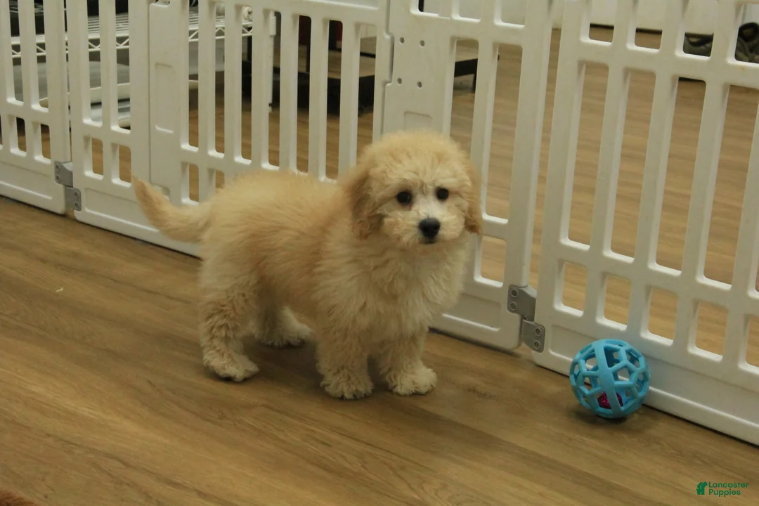 Bichpoo dogs for sale: Remi - Ad 5