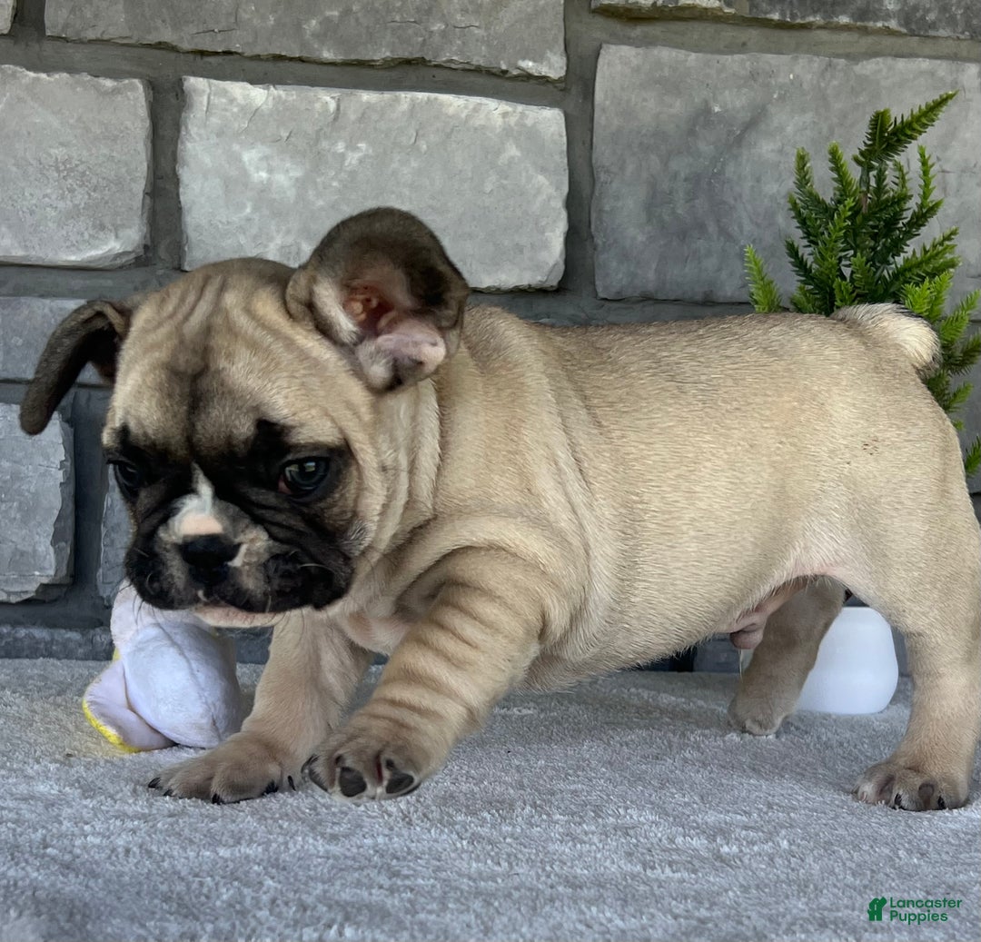French Bulldog dogs for sale: Niko - Ad 12