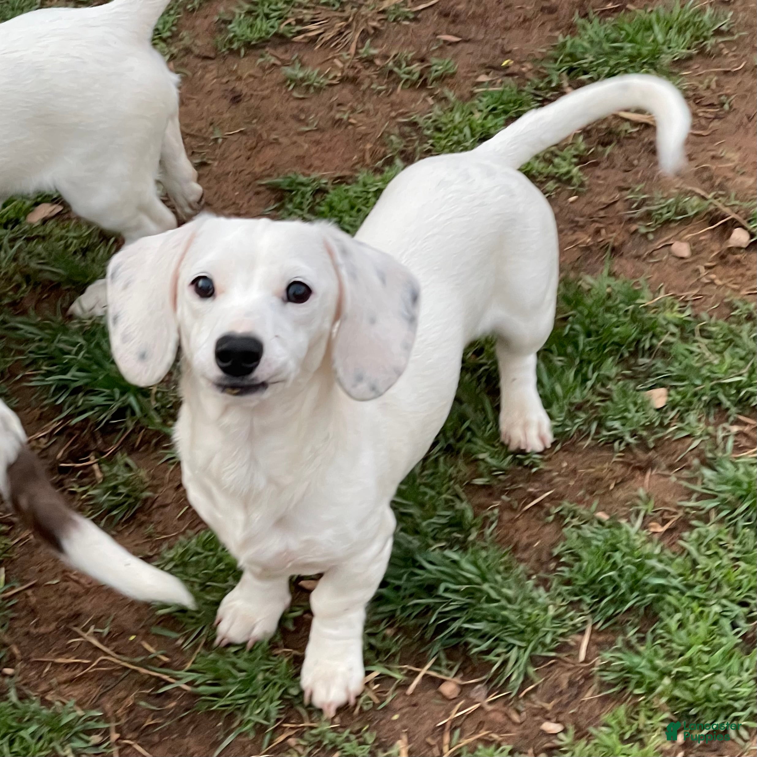 Dachshund dogs Ivory - Ad 38