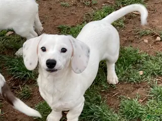 Dachshund dogs Ivory - Ad 40