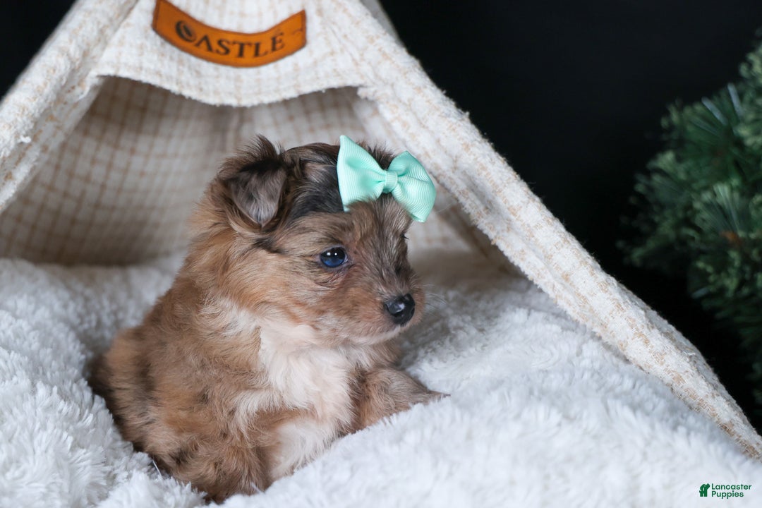 Mini Aussiedoodle dogs for sale: Gunner - Ad 9