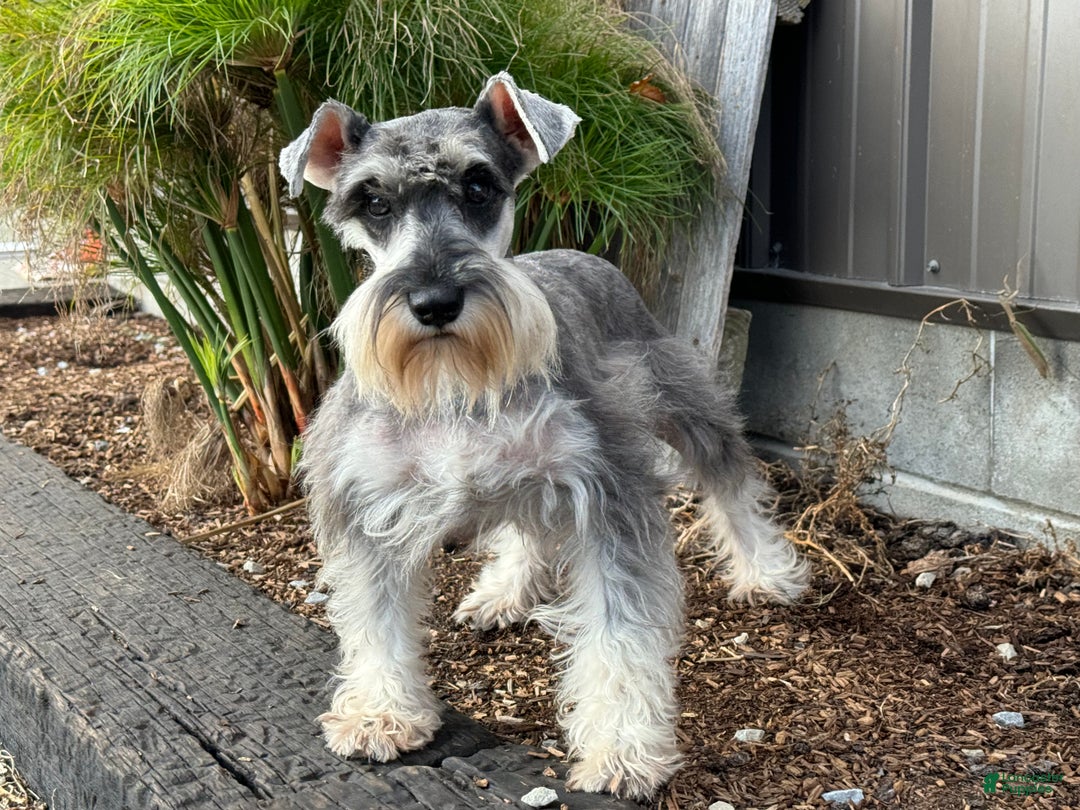 Mixed Breed dogs for sale: Clearance  - Ad 6