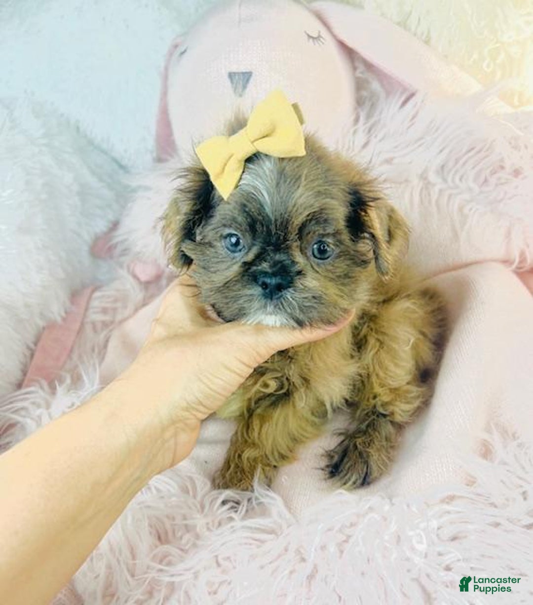 Shih Tzu dogs for sale: Shih Tzu Puppy 1 - Ad 1