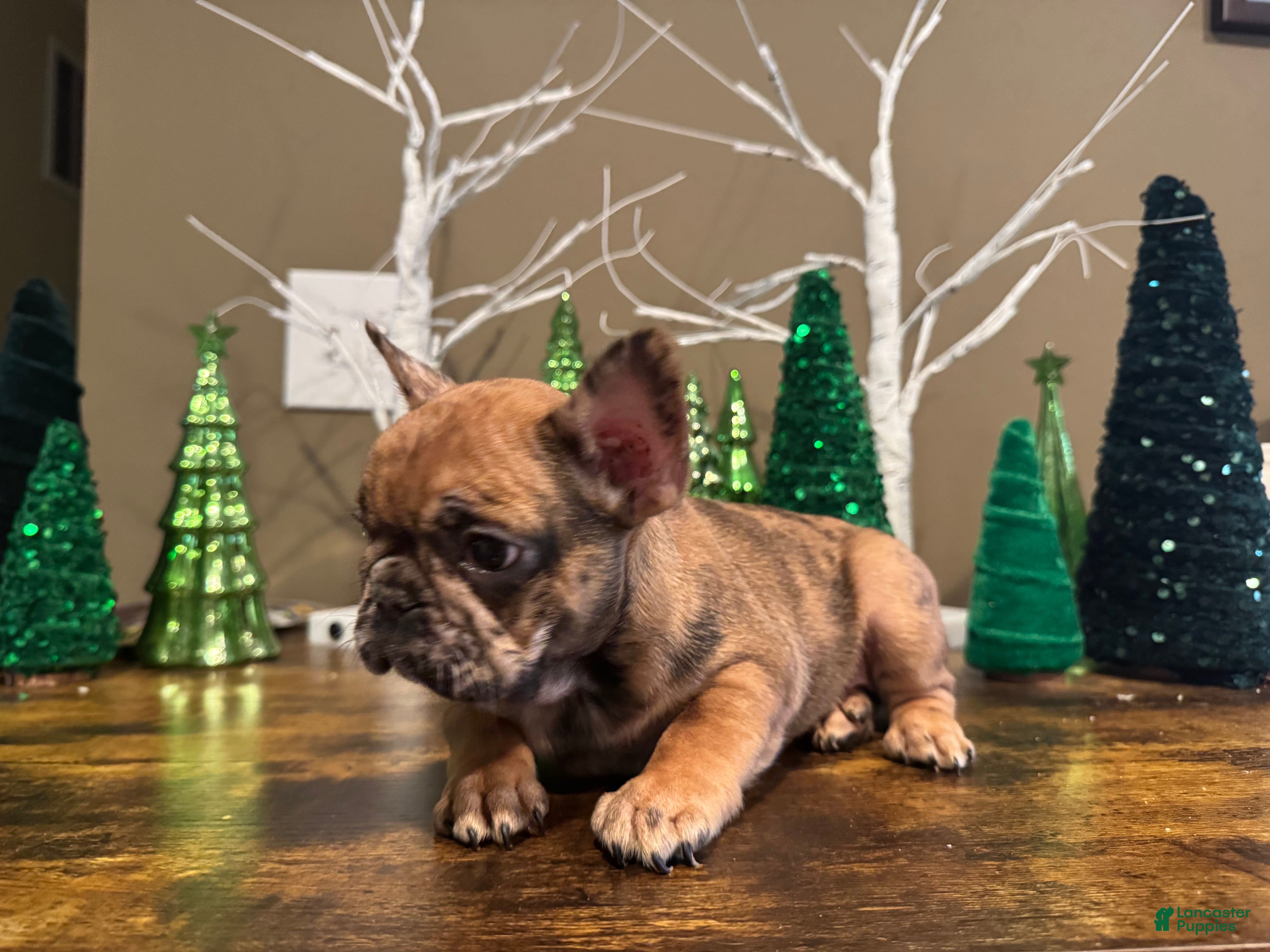 French Bulldog dogs French Bulldog Puppy 1 - Ad 2