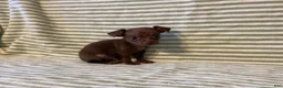 Chihuahua dogs for sale: Rio - Ad 6