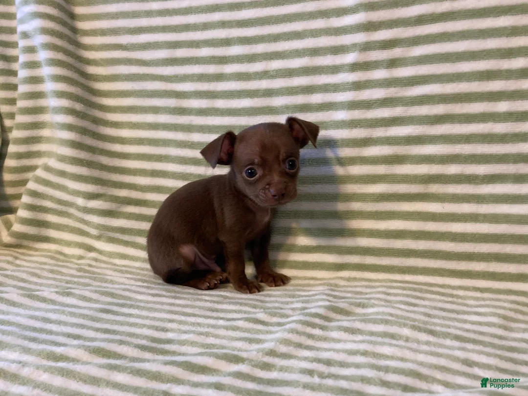 Chihuahua dogs for sale: Rio - Ad 6