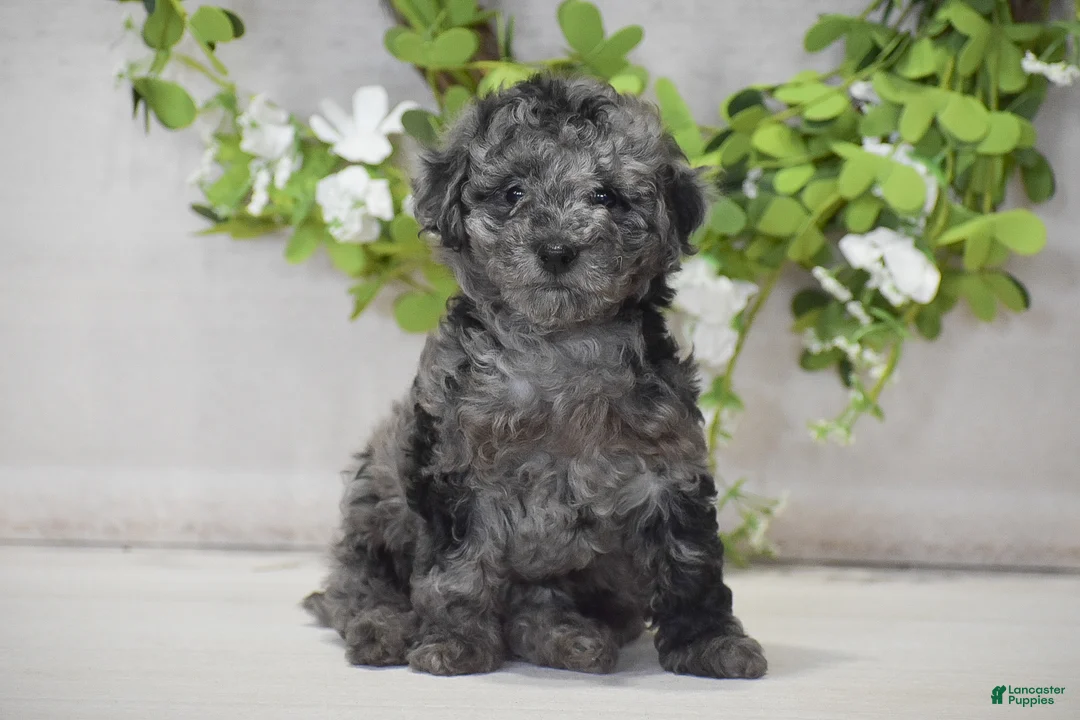 Toy Poodle dogs for sale: Hannah - Ad 1