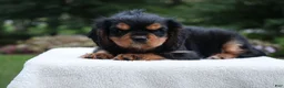 Cavalier King Charles Spaniel dogs for sale: Trixy - Ad 7