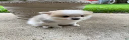 Pomeranian dogs for sale: Rachelle - Ad 14