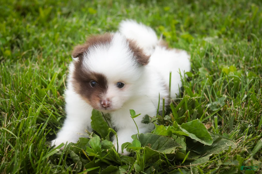 Pomeranian dogs for sale: Kibbles Pomeranian  - Ad 2