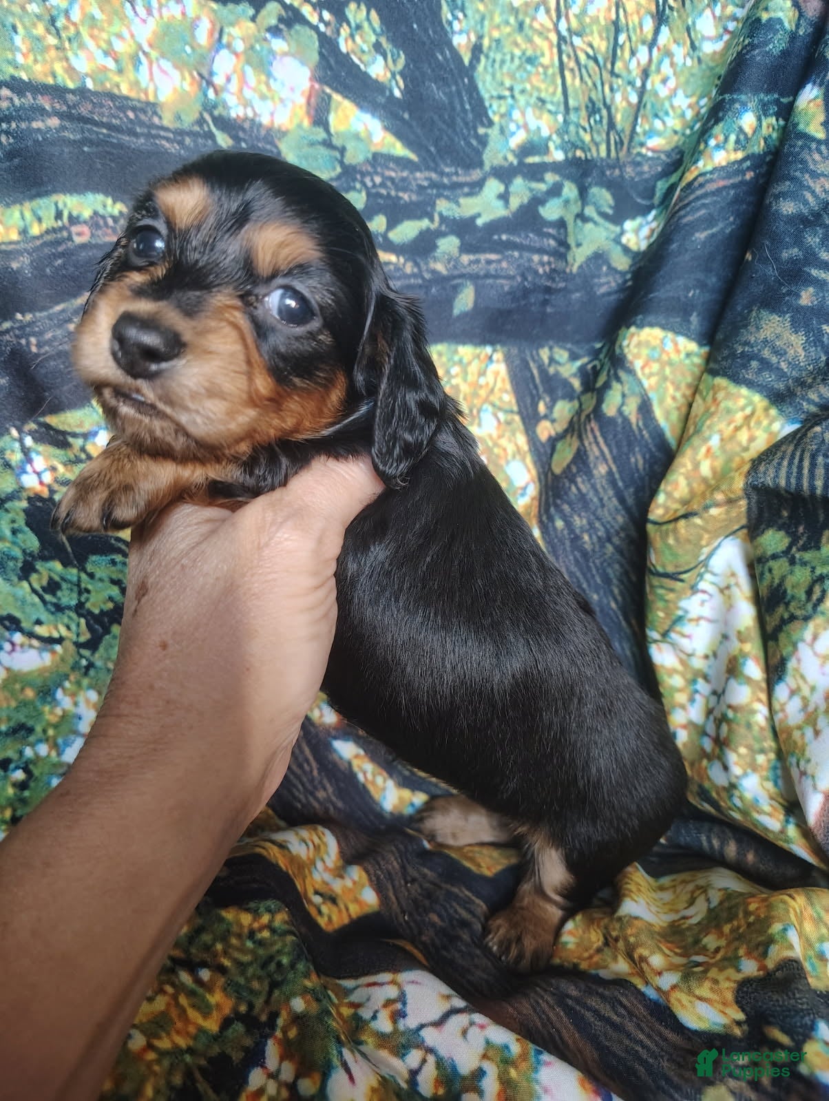 Miniature Dachshund dogs Girl - Ad 2