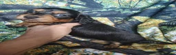 Miniature Dachshund dogs for sale: Girl - Ad 2