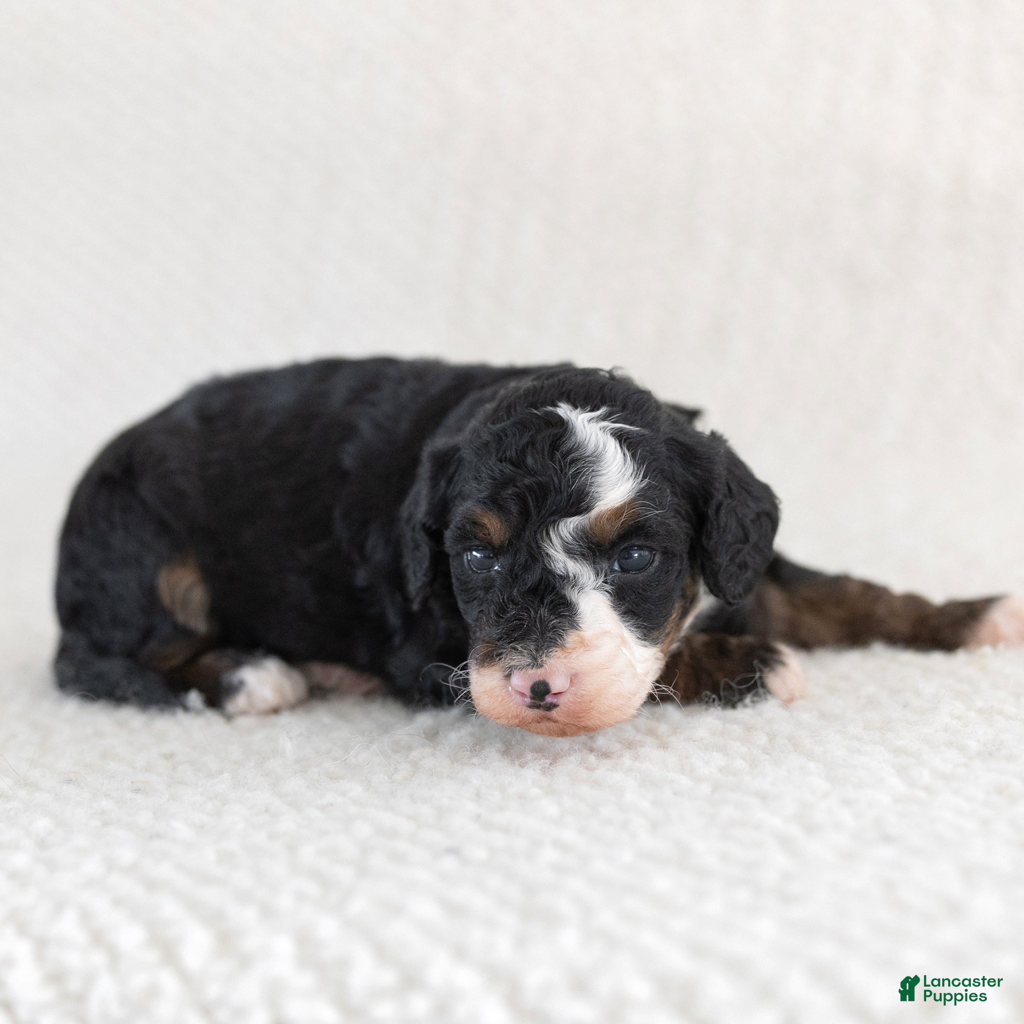 Mini Bernedoodle dogs for sale: Alyssa Miniature Bernedoodle  - Ad 2