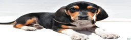 Beagle dogs for sale: Robert - Ad 5