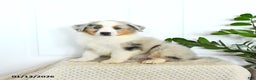 Miniature Australian Shepherd dogs for sale: Marcas - Ad 1