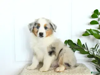 Miniature Australian Shepherd dogs Marcas - Ad 22