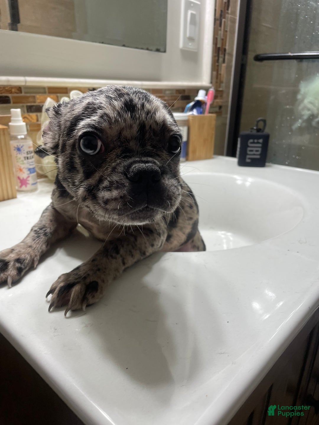 French Bulldog dogs for sale: Joker - Ad 3