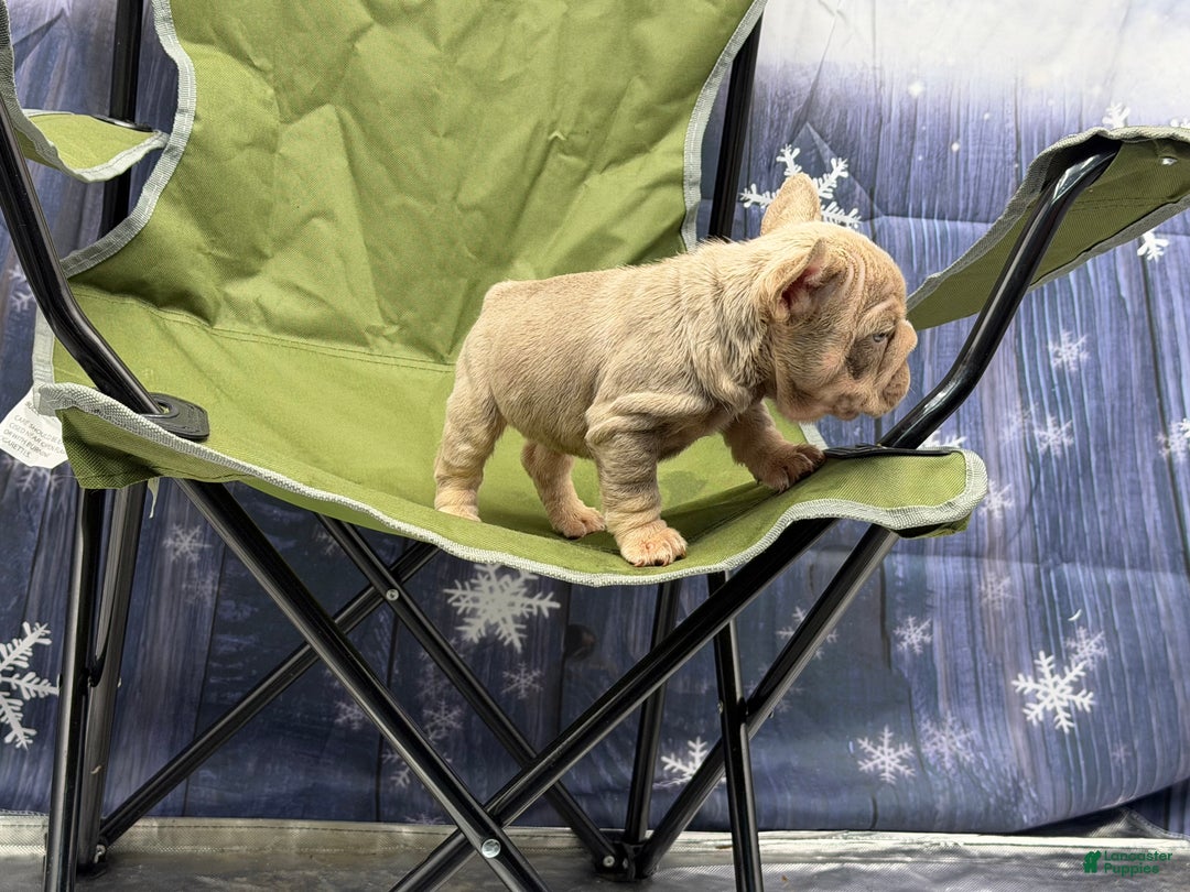 French Bulldog dogs for sale: French Bulldog Puppy 3 - Ad 2