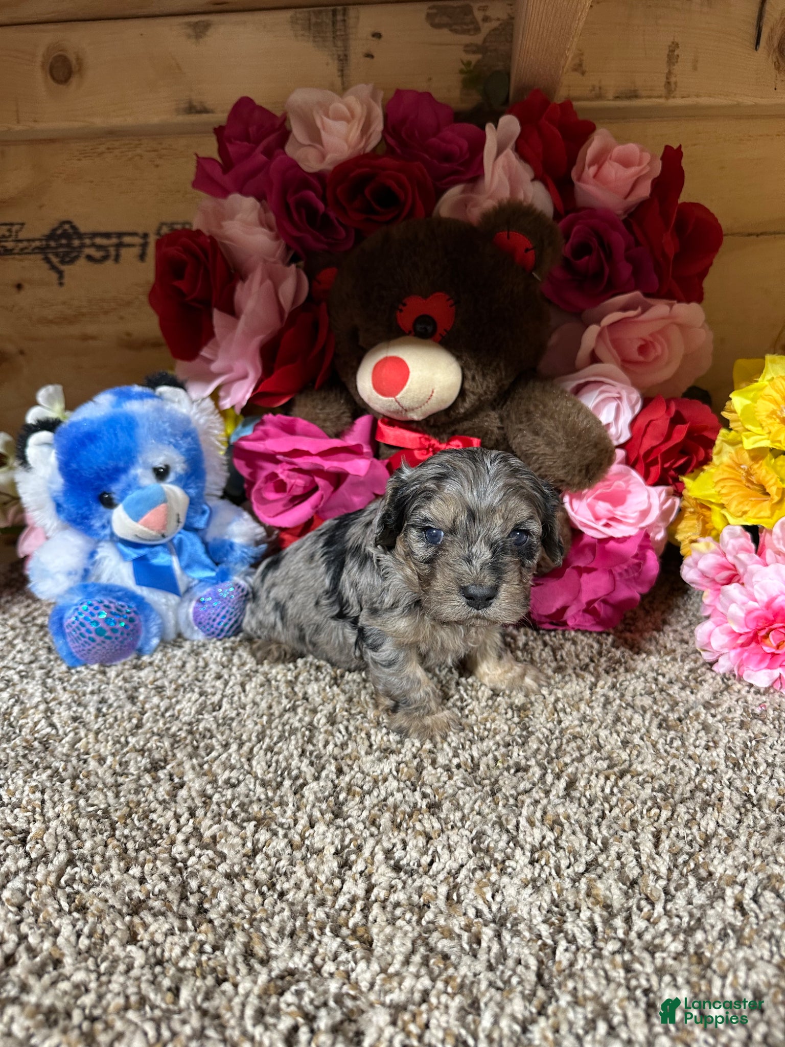 Cavapoo dogs Cavapoo Puppy 1 - Ad 1