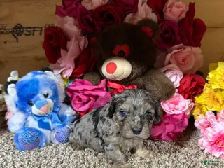Cavapoo dogs for sale: Cavapoo Puppy 1 - Ad 1