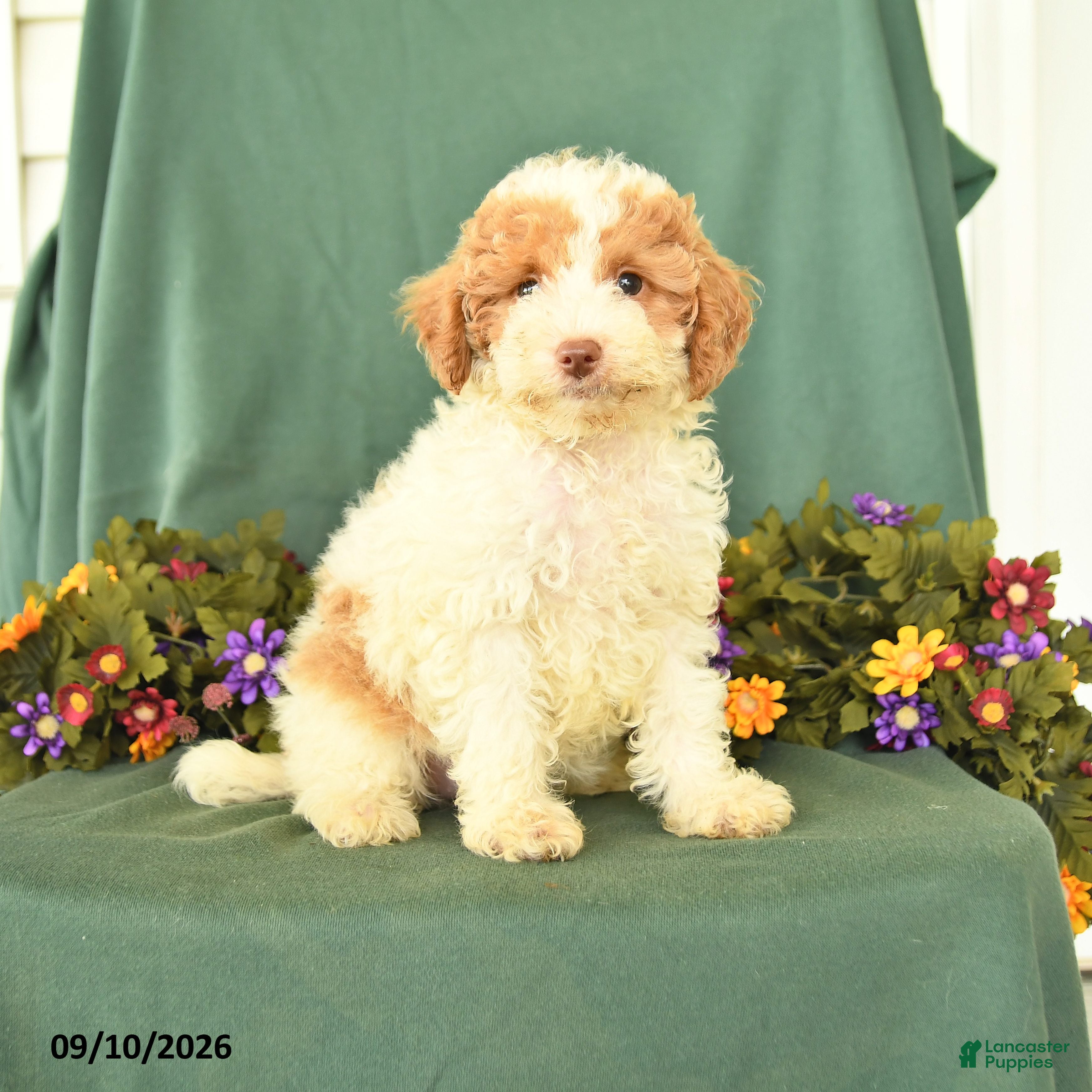 Miniature Poodle dogs Martha - Ad 1