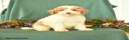 Miniature Poodle dogs for sale: Martha - Ad 1