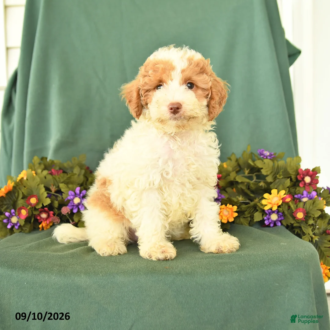 Miniature Poodle dogs for sale: Martha - Ad 1