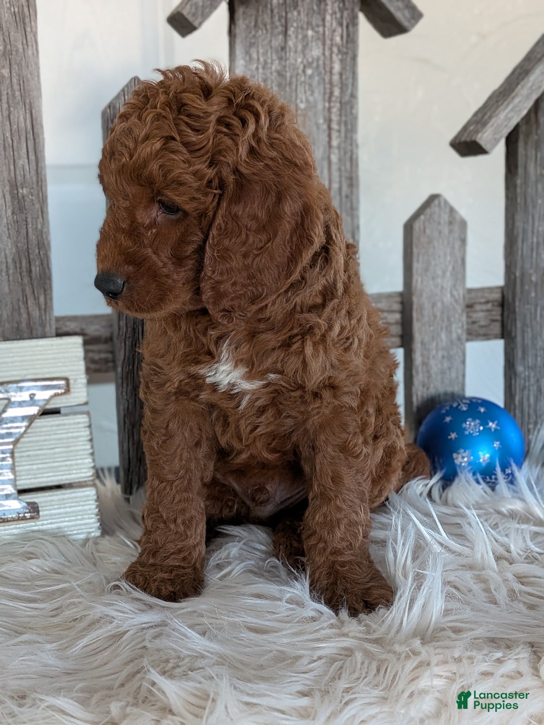 Goldendoodle dogs for sale: Bingo  - Ad 3