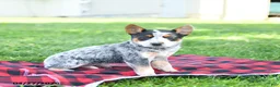 Australian Cattle Dog dogs for sale: Reeses - Ad 1