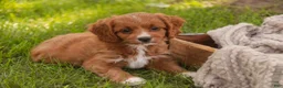 Cavapoo dogs for sale: Avery Cavapoo  - Ad 10