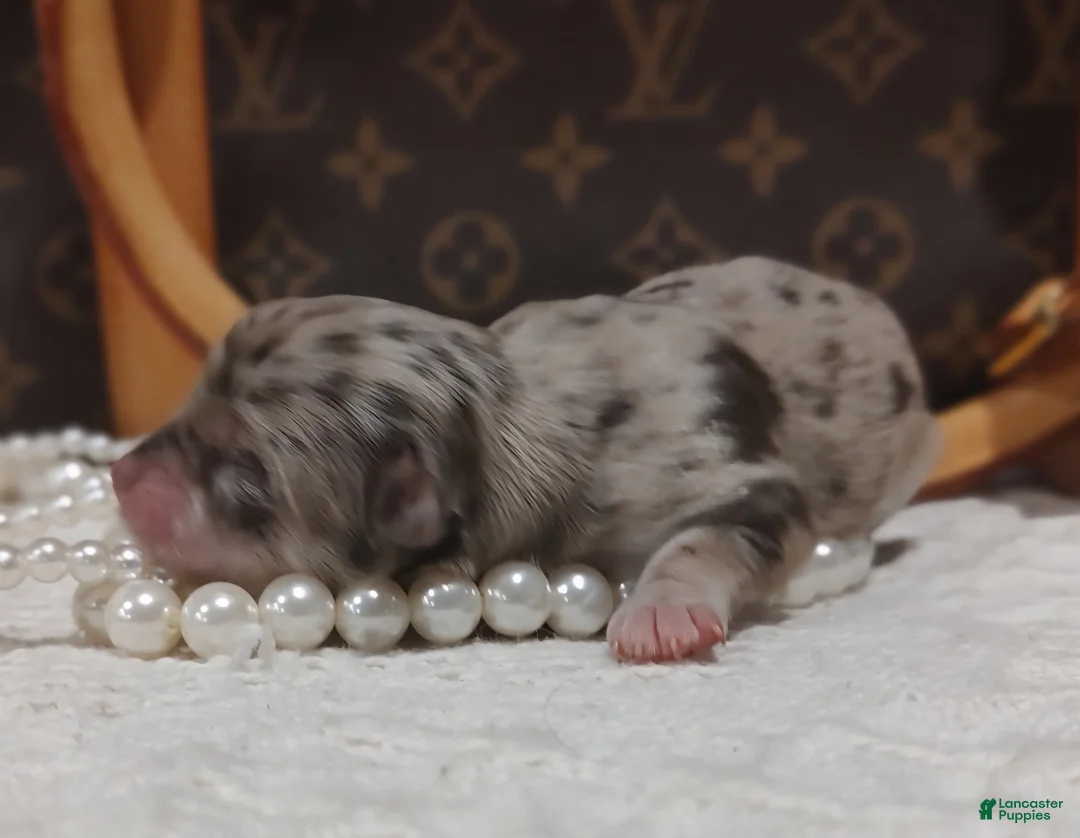 Chihuahua dogs for sale: Cookie - Ad 2