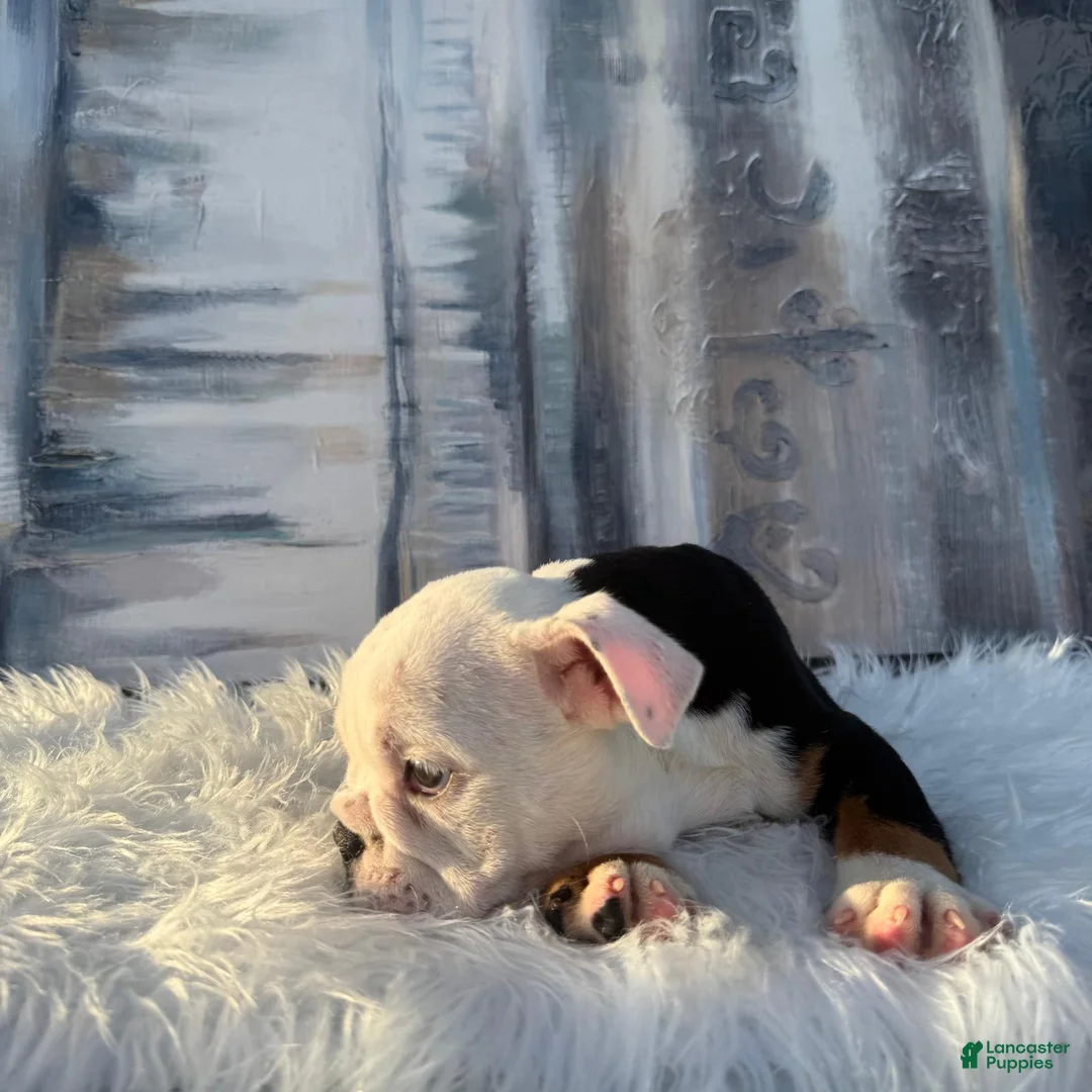English Bulldog dogs for sale: Oreo - Ad 1