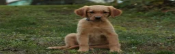 Golden Retriever dogs for sale: Jo Golden Retriever  - Ad 3