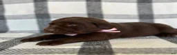 Labrador Retriever dogs for sale: Nina - Ad 2