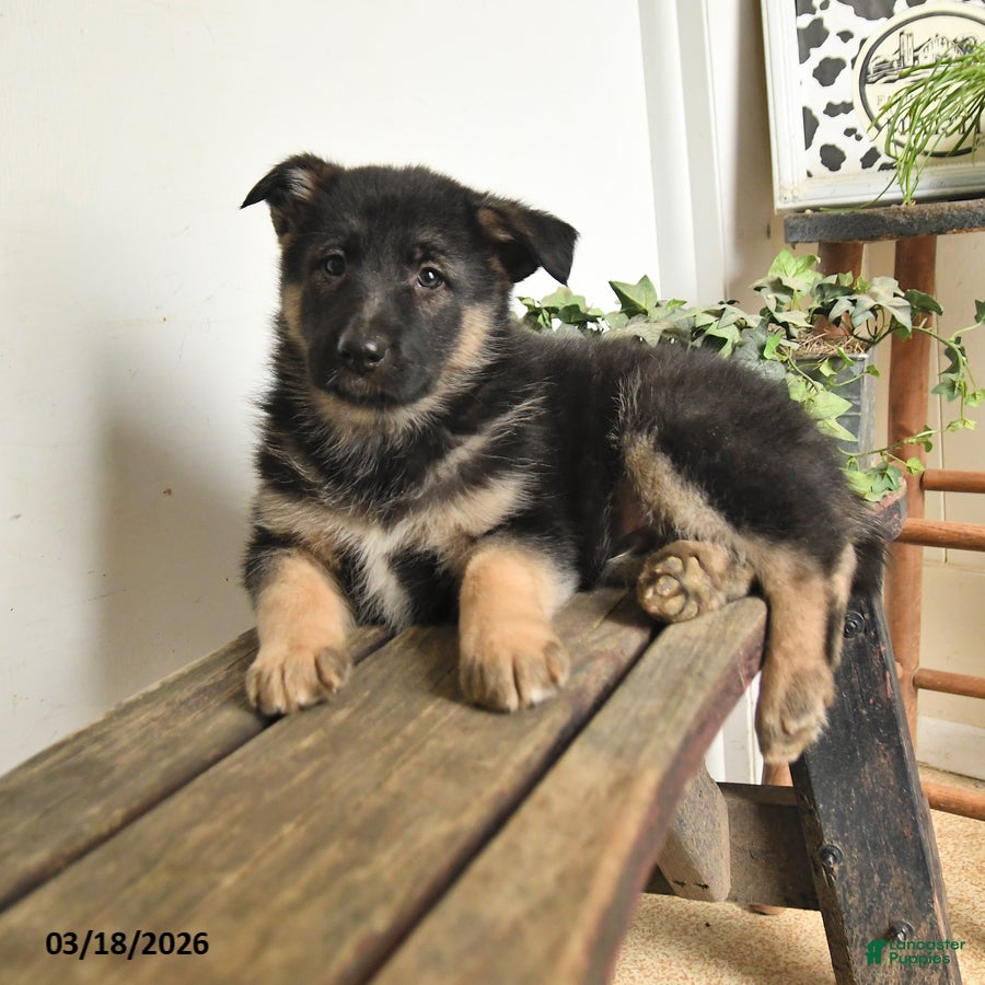 Mixed Breed dogs Patrick - Ad 1