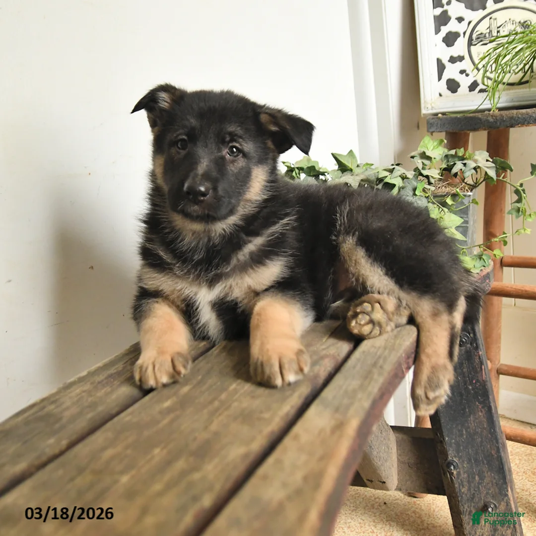 Mixed Breed dogs for sale: Patrick - Ad 1